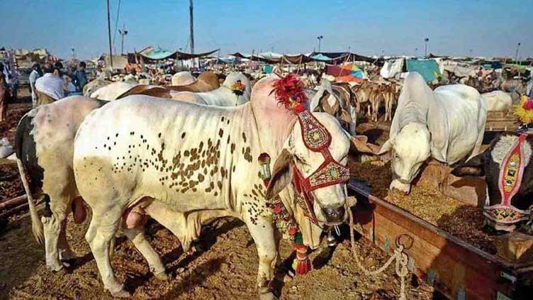 Cattle markets buzzing with shoppers a day ahead of Eidul Azha