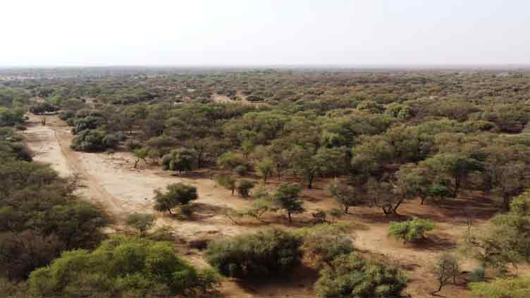 Dunya News Africa's Great Green Wall to miss 2030 goal