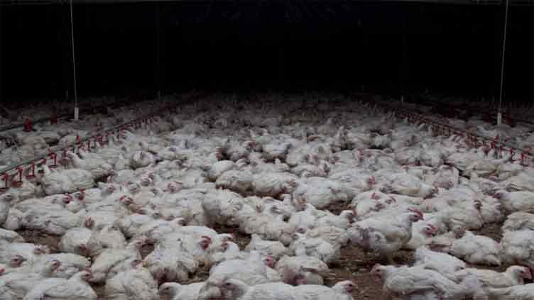 Bird flu spreads to seventh Australian poultry farm