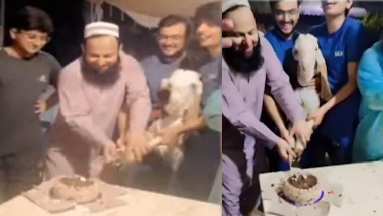 قربانی سے قبل جانوروں کی سالگرہ کی تقریب، کیک بھی کاٹا گیا
