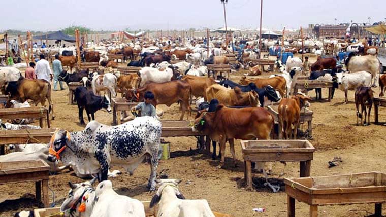 پنجاب بھر کی 294 مویشی منڈیوں میں 18 لاکھ سے زائد جانور آئے: رپورٹ