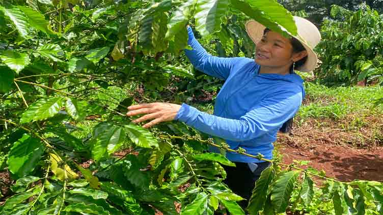 Some Vietnam coffee farms thrive despite drought, but may not stop espresso price hikes