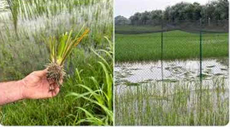 Dunya News Vandals destroy Italy's first experimental rice field
