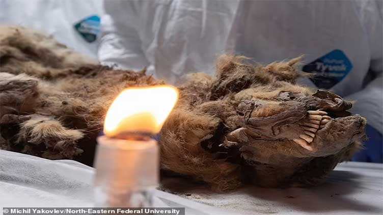 Amazingly-preserved wolf with its teeth intact after 44,000 years pulled out of Siberian permafrost