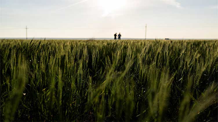 Farmers' financial pain spills from Kansas wheat fields to Main Streets