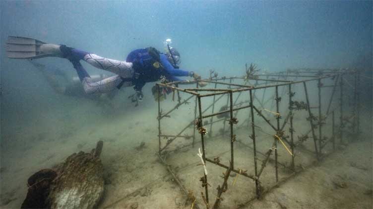 How restoration can help coral reefs