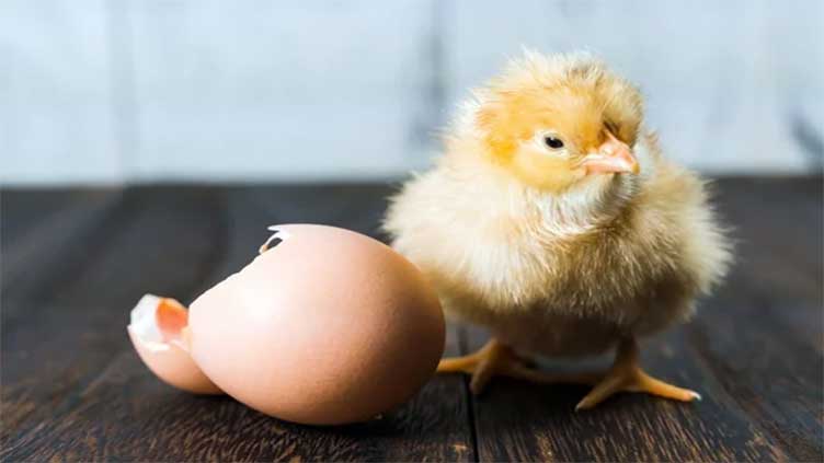 Scientists have finally discovered whether chicken or egg came first