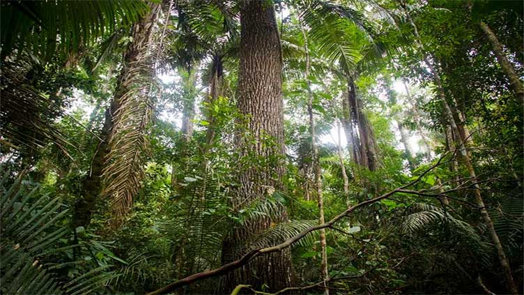 New species of Amazon anaconda, world's largest snake, discovered