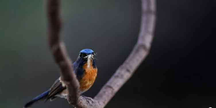 'Cost-effective' birds, beetles, bugs could help replace pesticides and increase crop yields