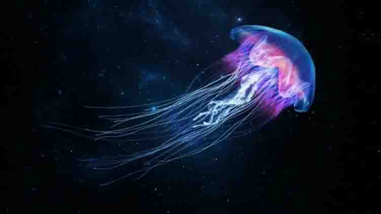 Scientists create bionic jellyfish to explore deep sea