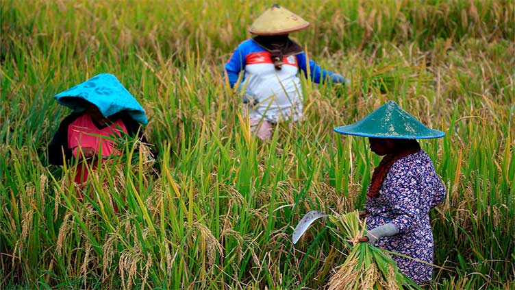 Indonesia dry season to be less severe this year, weather agency says