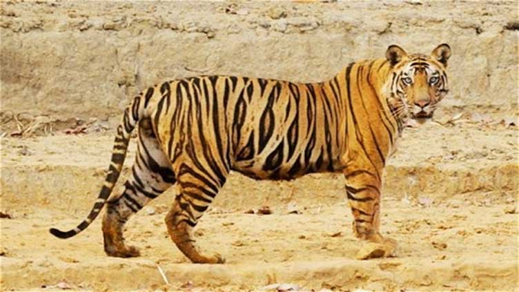 Residents freak out to catch sight of two tigers in their areas in Lower Dir
