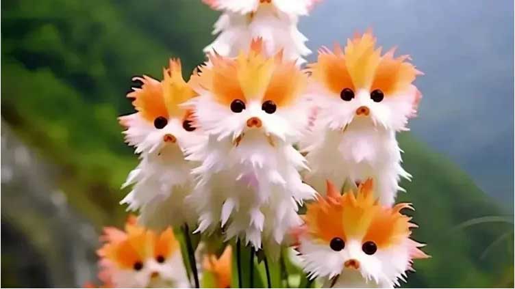People are getting scammed into buying seeds of non-existent cat-face flowers 