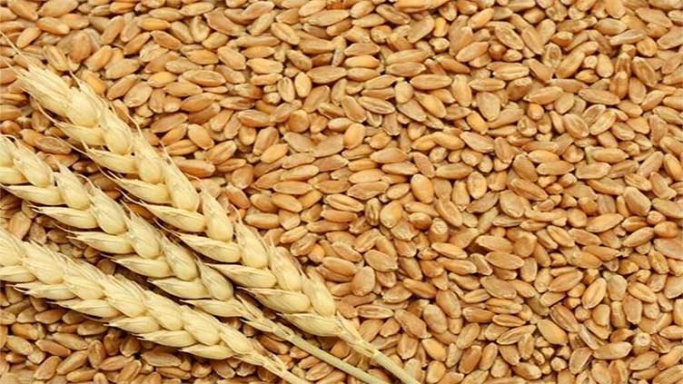 KP Govt to start wheat procurement process from today