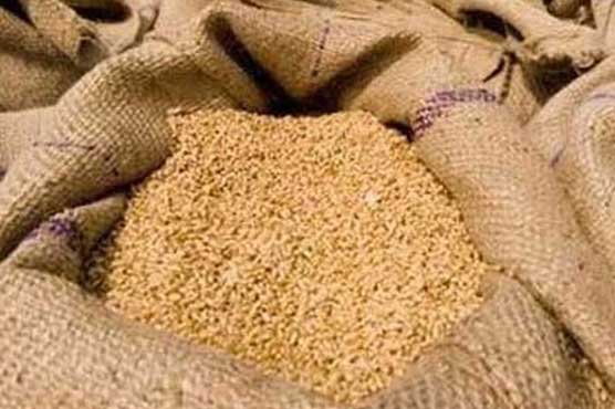 کیڑوں والی گندم کی درآمد پر رانا تنویر کا نوٹس، انکوائری کمیٹی تشکیل