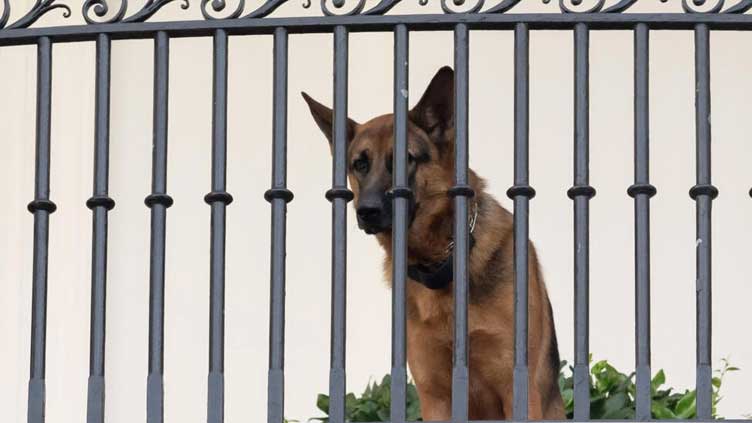 Political dogfight: White House slams call for Biden pooch to be shot