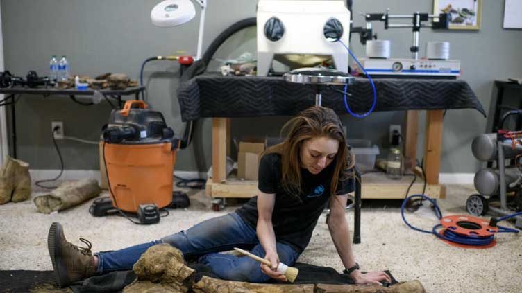 US restorationist solves 60-million-year-old dinosaur fossil 'puzzles'