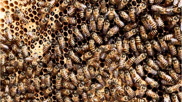 3-year-old girl complaining of monsters in her room was hearing 60,000 bees in the walls