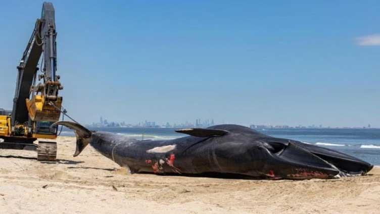 44-foot whale carcass on bow of cruise ship baffles NY officials