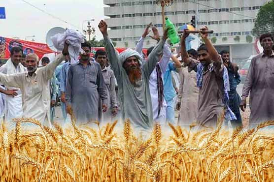 گندم کی سرکاری خریداری نہ ہونے پر کسانوں کا 16 مئی کو دھرنا دینے کا اعلان