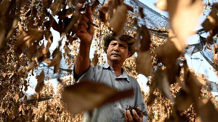 Cambodia's famed Kampot pepper withers in scorching heatwave