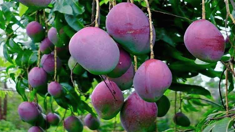 World's most expensive mango 'Miyazaki' now grown in Karachi