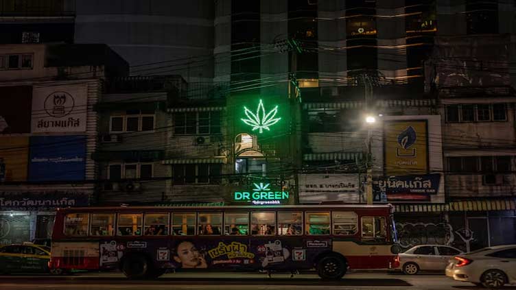 Thai cannabis groups urge government to rethink plan to re-criminalise marijuana