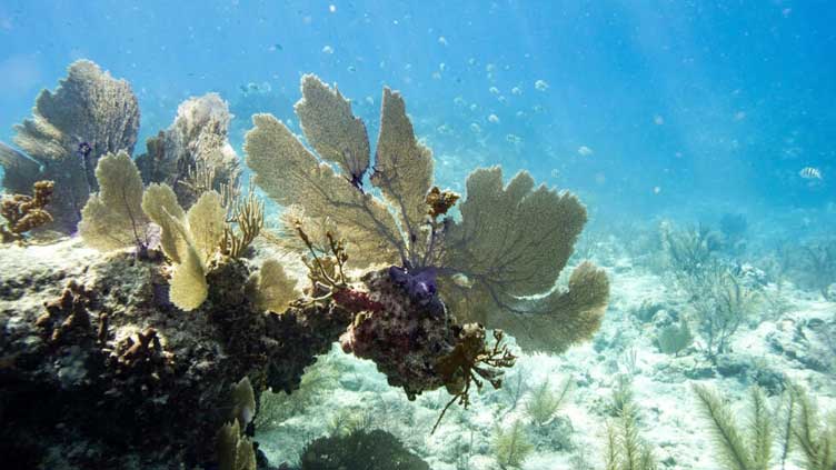 Global coral bleaching event expanding to new countries: scientists
