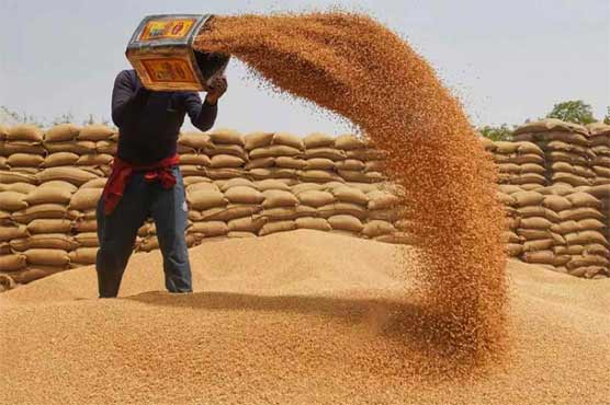 گندم درآمد سکینڈل کی تحقیقات تاحال مکمل نہ ہوئیں ، کسان پریشان