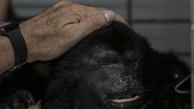 Volunteers race to save Mexico's howler monkeys in heat wave