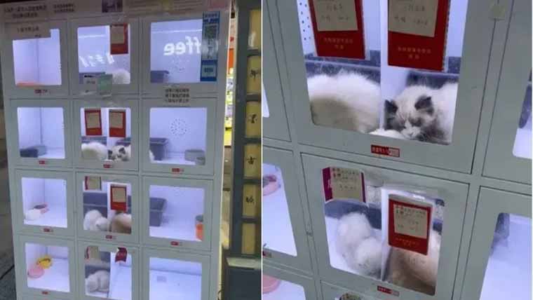 چین میں کتے بھی وینڈنگ مشین میں فروخت ہونے لگے