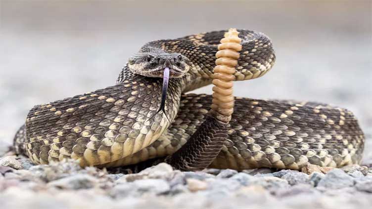 Man opens package in mail, finds live rattlesnake