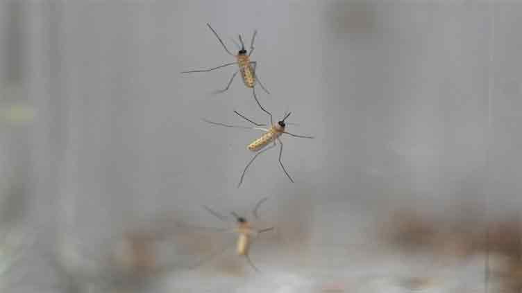 How to protect yourself from 'annoying family members' -- the mosquitoes