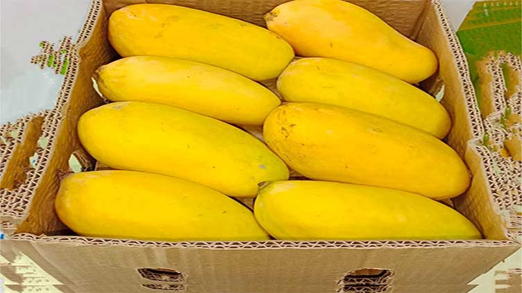 Supply of Pakistani mangoes to UAE satisfactory despite lower growth