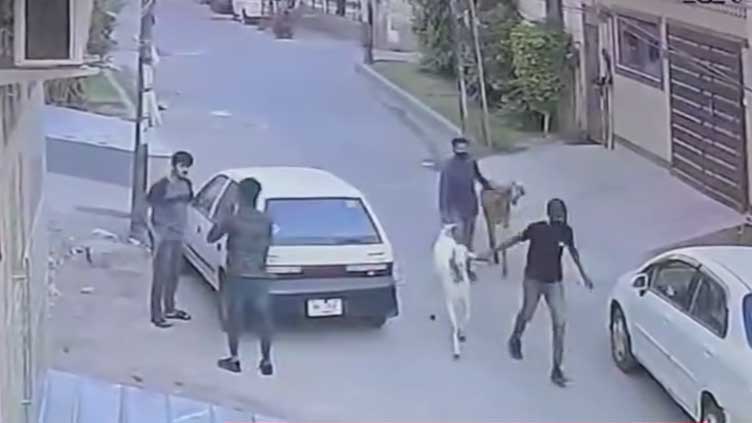 Robbers make off with sacrificial animals in Lahore