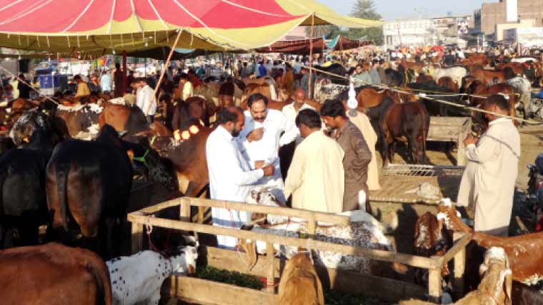 راولپنڈی میں 11 عارضی مویشی منڈیوں کے قیام کا فیصلہ
