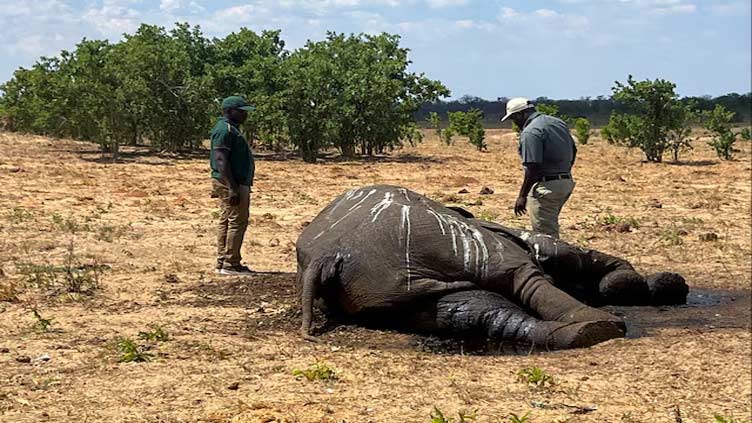 Southern African countries fear losing more elephants to drought