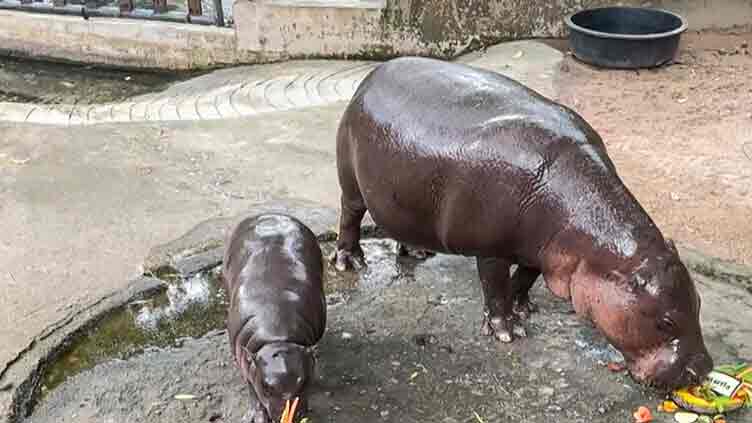 Who is winner of US election according to Thai baby hippo Moo Deng