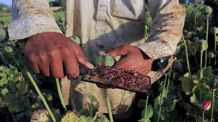 Afghan opium cultivation bounces and shifts two years after ban, UN says