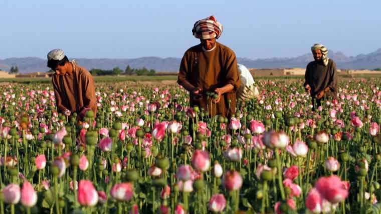 افغانستان میں پابندی کے باوجود افیون کی کاشت میں 19 فیصد اضافہ