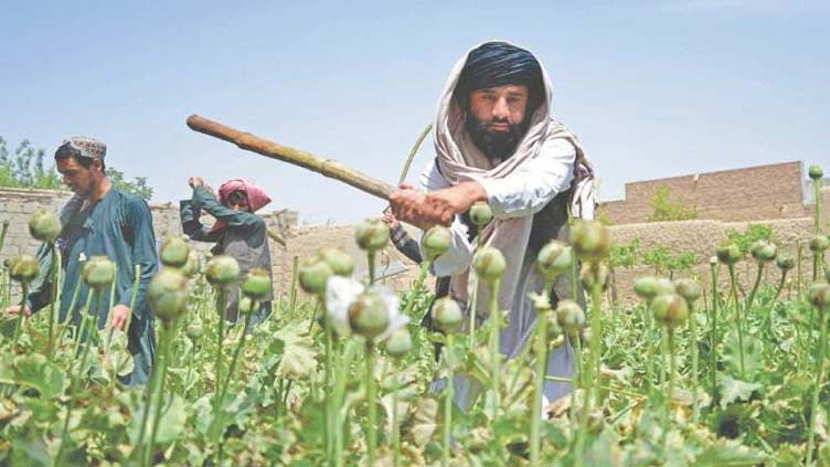 Afghanistan fails to enforce ban on opium cultivation