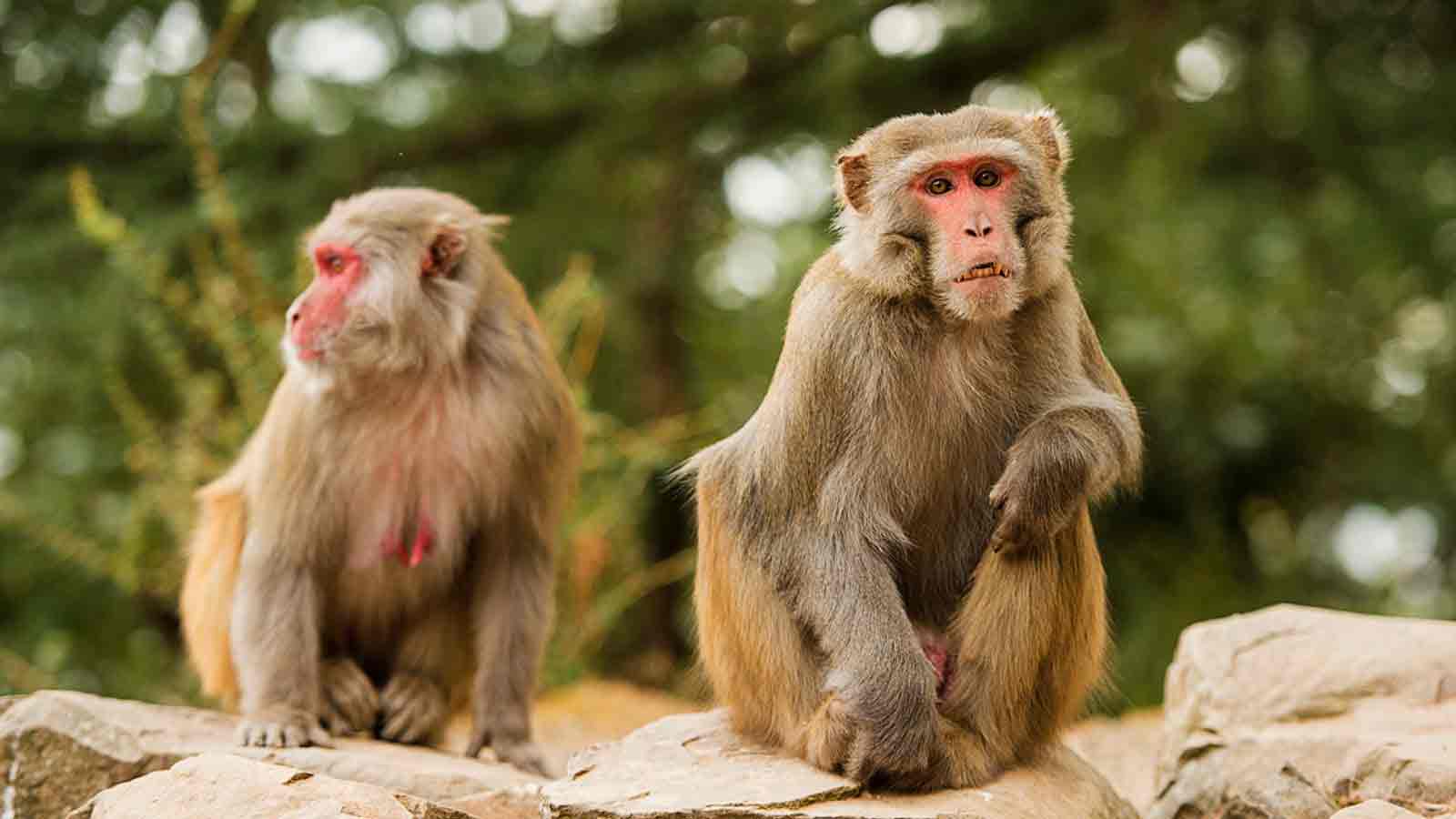 Locals warned to lock doors as 40 monkeys escape lab