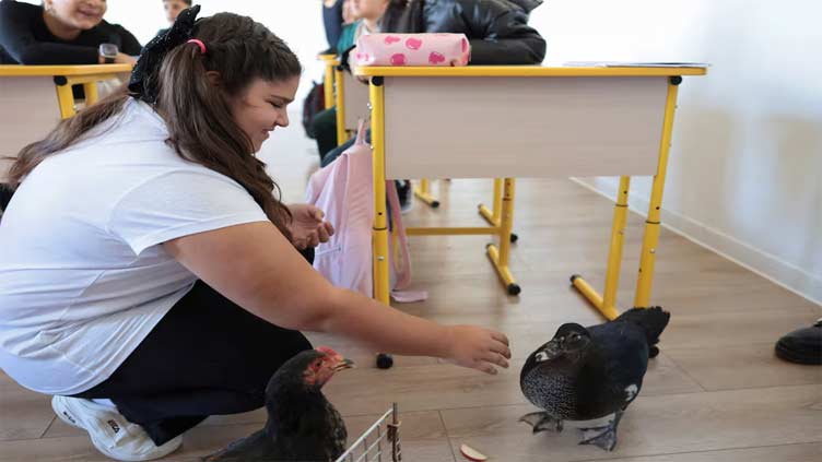 Chicken and duck help out in Romanian middle schools