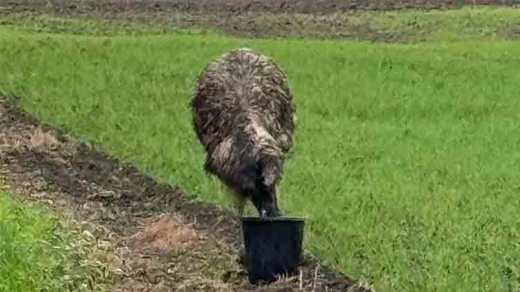 Why police ask citizens not to chase this on-the-run bird