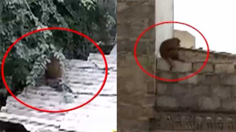 Monkeys roaming Karachi streets leave onlookers in awe 