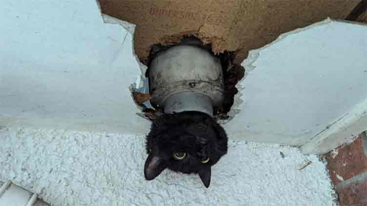 Cat wriggles through drainpipe - but with less-than-perfect results