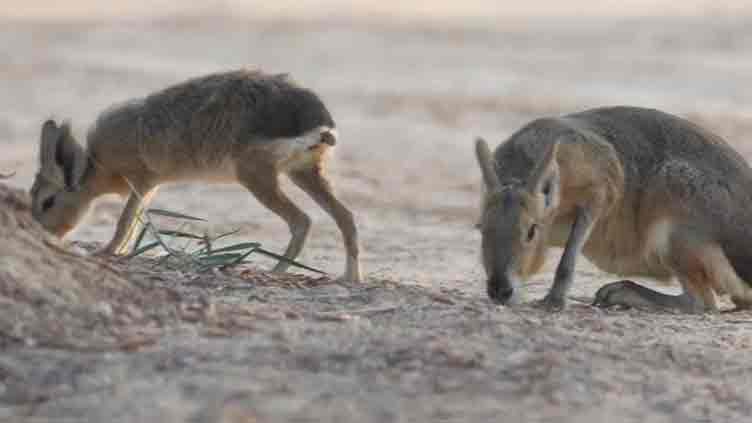 Desert oasis outside of Dubai draws a new caravan: Family of rodents from Argentina