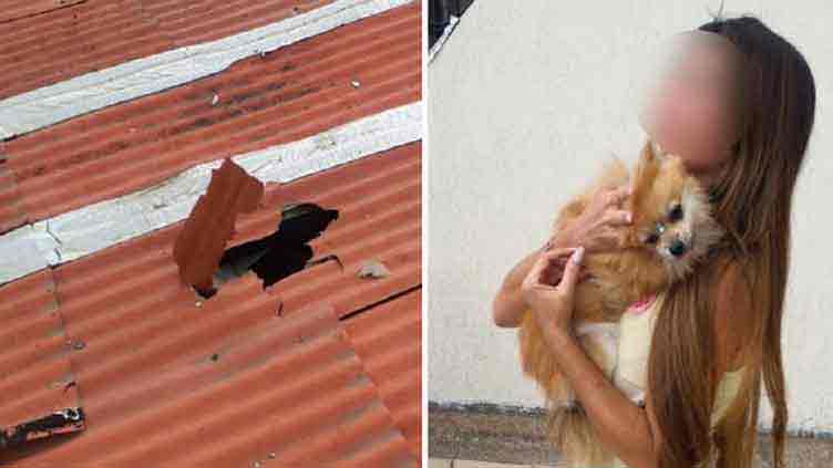 Dog falls from third floor but survives miraculously 