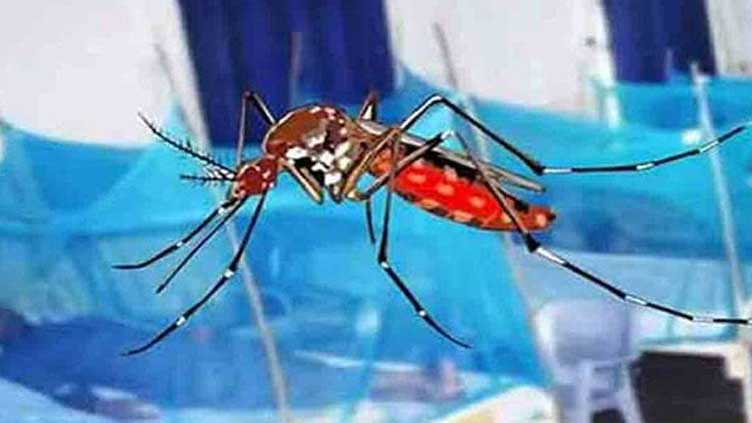 110 more dengue cases reported in Punjab 