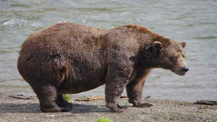 Online voting in 'Alaska's Fat Bear Week' contest starts